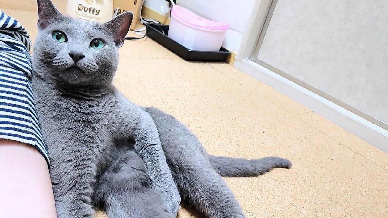 【猫動画】嫁からなかなか離れないロシアンブルー【russianbule】Russian blue who never leaves his wife