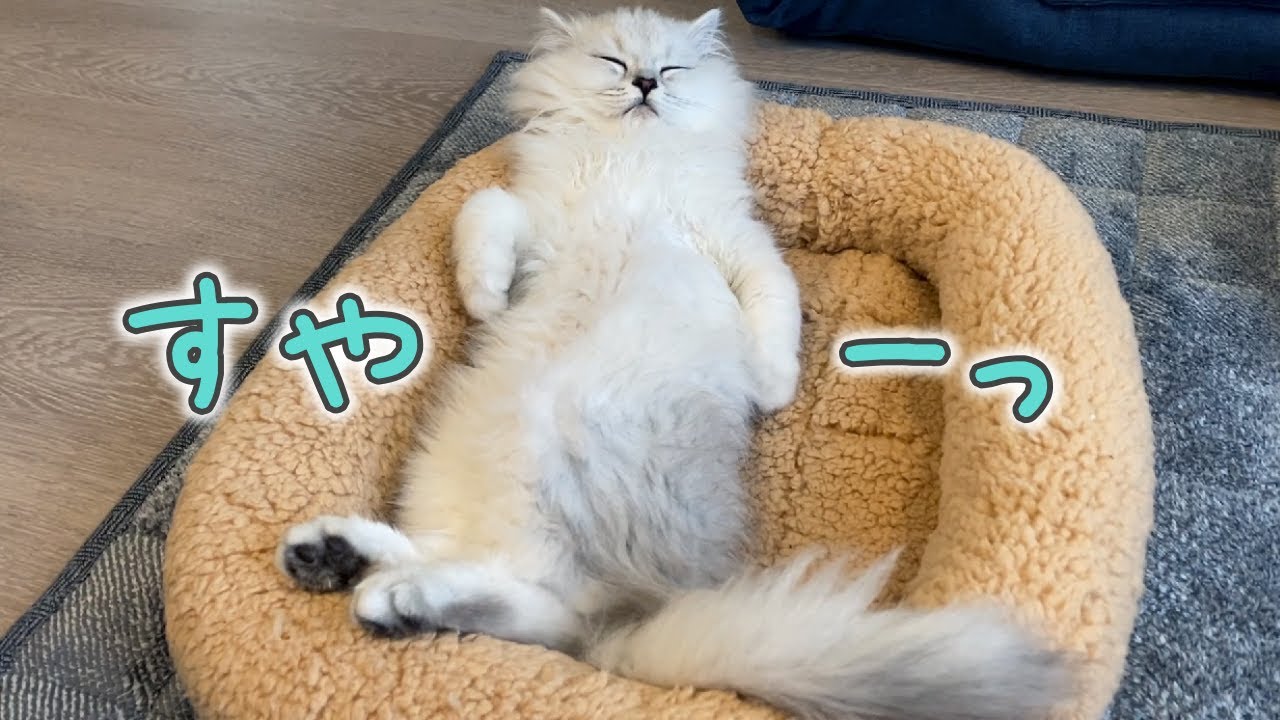 子猫の寝相が可愛いけど面白すぎます…笑［ペルシャ猫］