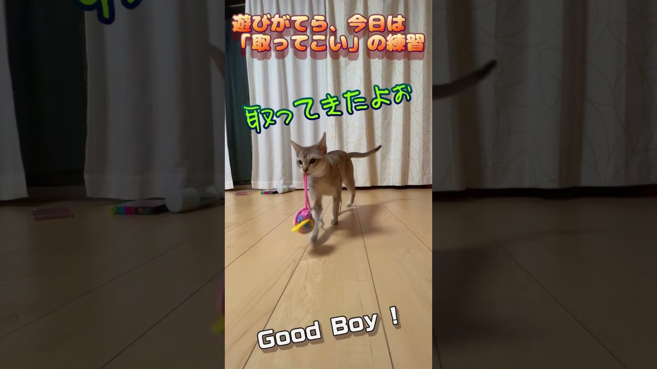 取ってこいの練習。できるかなぁ？　#shorts #cat #シンガプーラ #chat #cute #funny #relax #猫 #癒し
