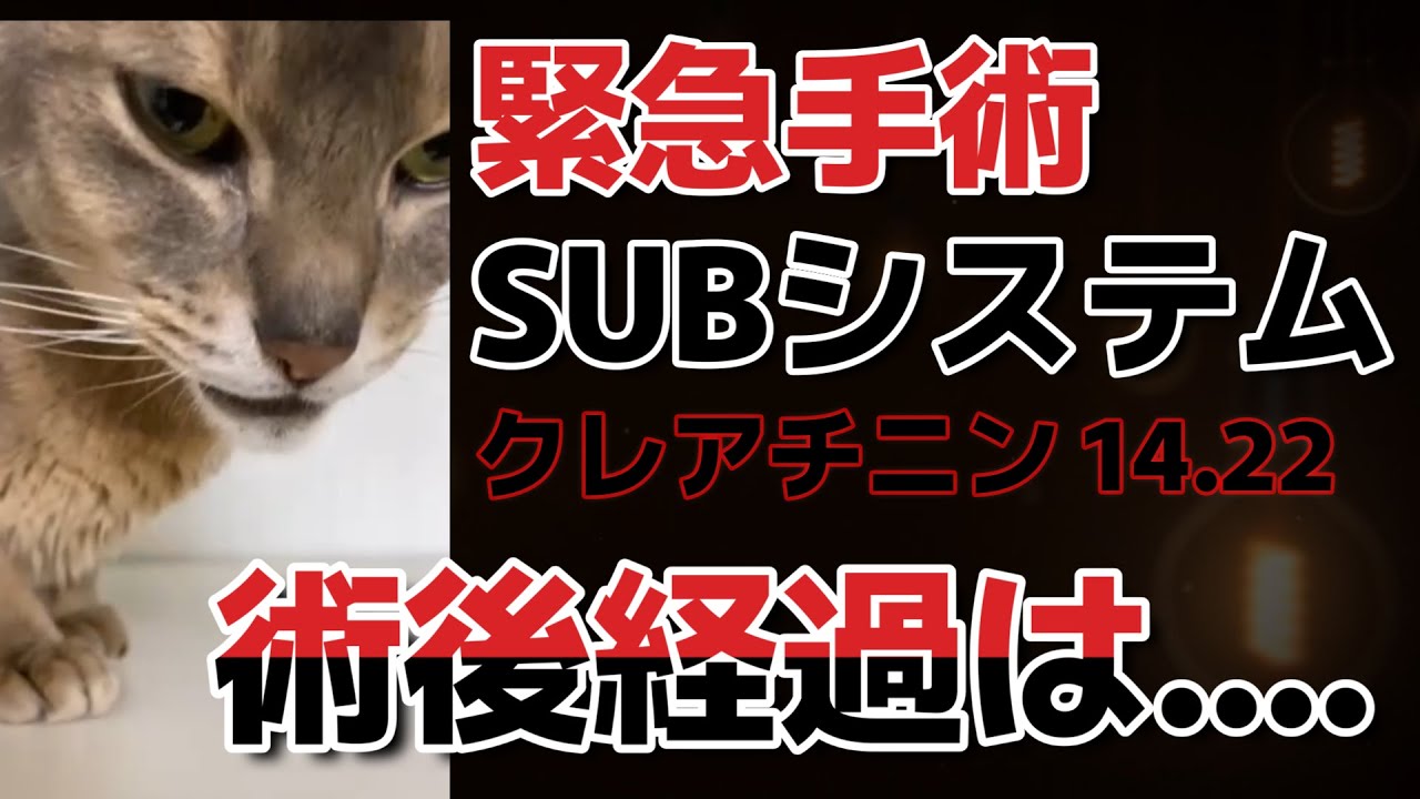 【緊急手術】SUB System サブシステム　 アビシニアン 猫 4才