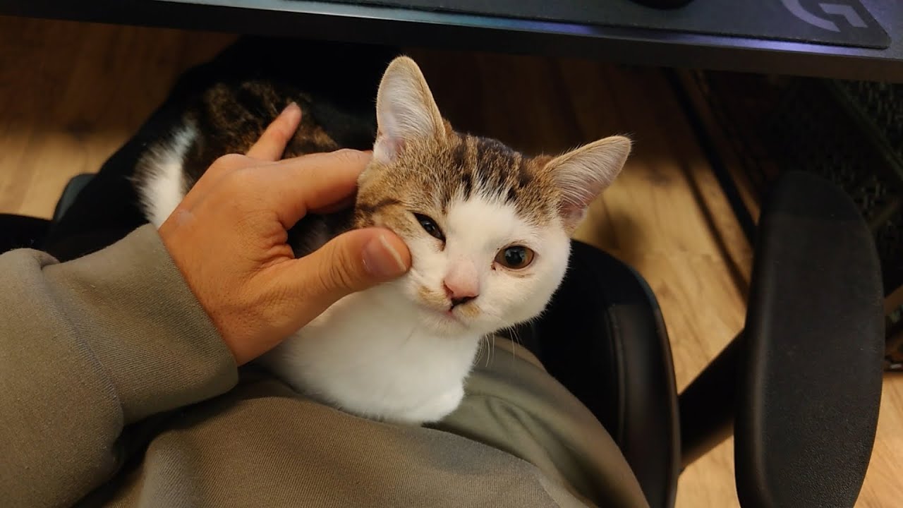 障害持ちの子猫を懸命にお世話したら超ベタベタにゃんこに育ちました