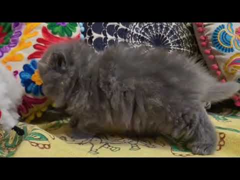 セルカークレックスの女の子☆