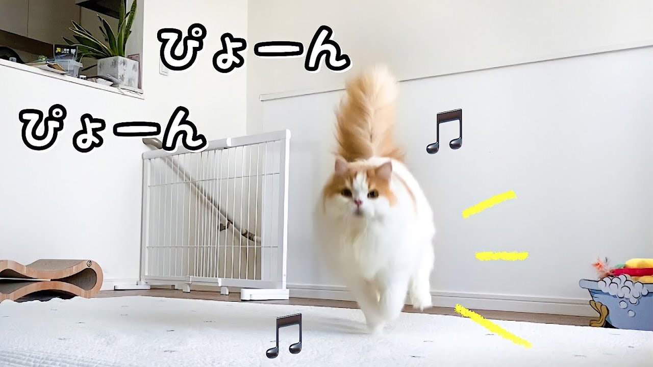 飼い主が休みだと嬉しくてぴょんぴょん飛びまわる猫！