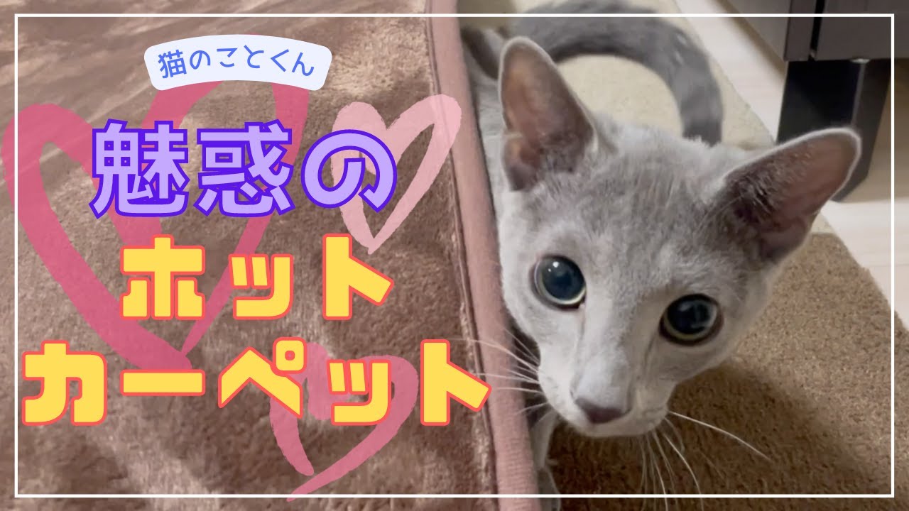 ホットカーペットの魅力に気づいてしまった仔猫はこちらです【ロシアンブルーこと】