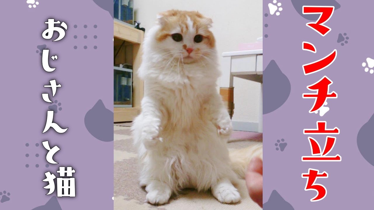 立ち上がる猫☆マンチ立ち、耳折れ短足マンチカン、スコティッシュフォールド、ターキッシュバン