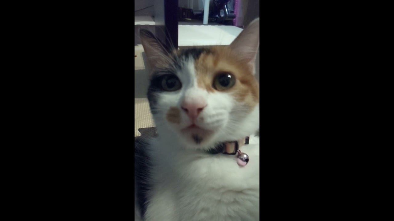 かわいい子猫【cute  kitten】のアクビのスローモーション。日本猫。三毛猫　#shorts