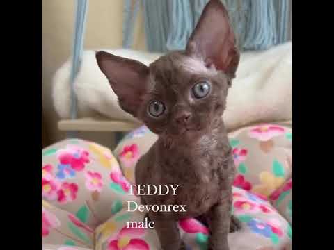 デボンレックス  子猫　男の子　巻き毛
