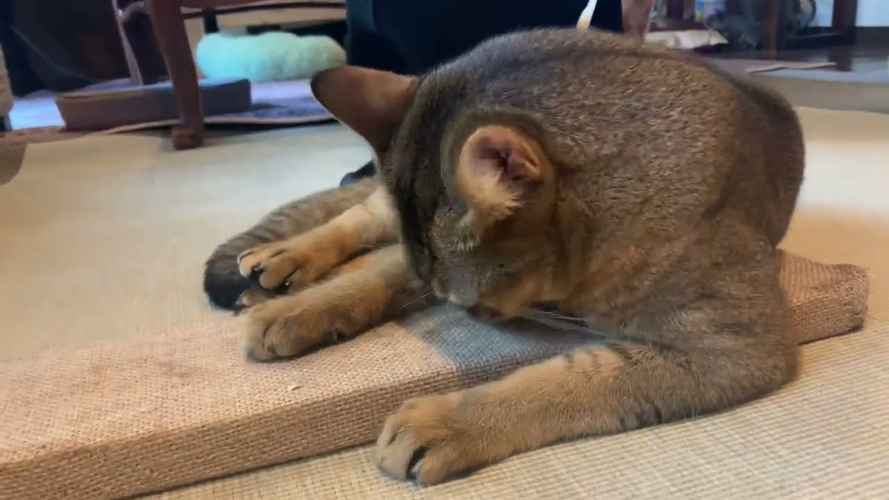 またたび粉をもらう猫のキビ