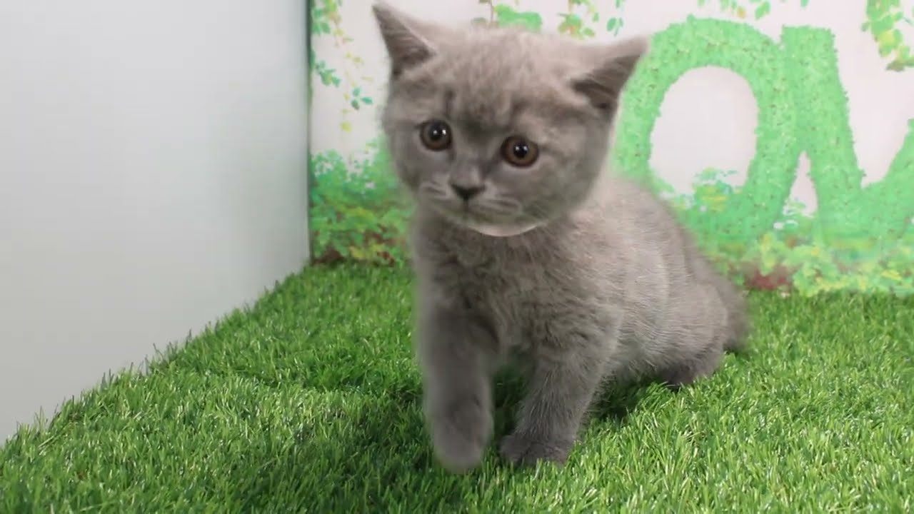 Coo&RIKU　No586266　ブリティッシュショートヘアー