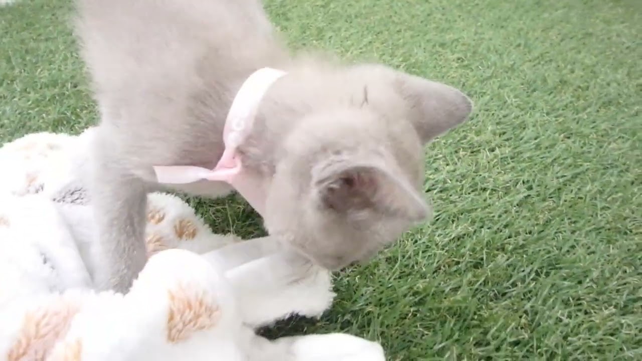 00610591 トンキニーズ