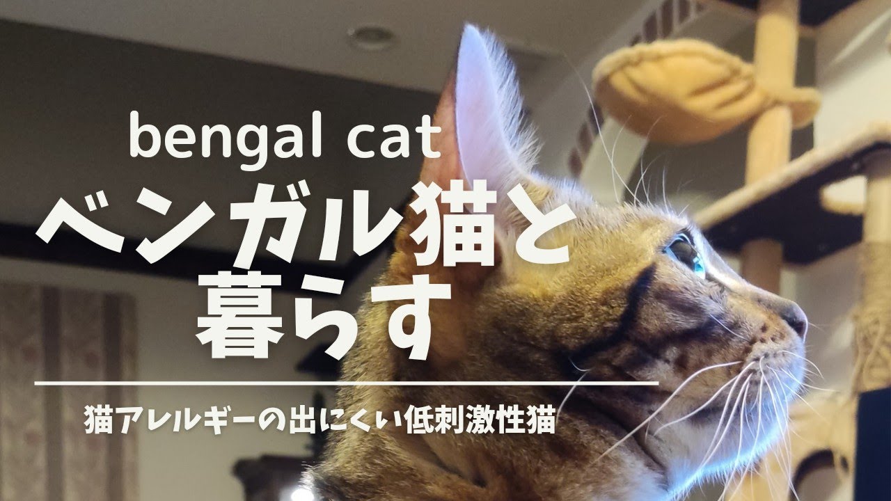 【ベンガル猫】猫アレルギーがあまり出ない猫と、暮らす猫アレルギーの娘