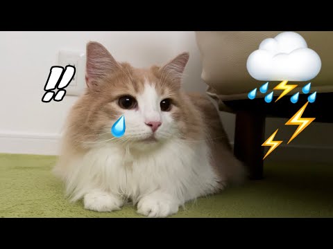 落雷が怖くてビビりまくる猫がこちらです…【ノルウェージャンフォレストキャット】