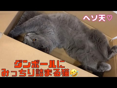 【シャルトリュー】過去動画まとめ。