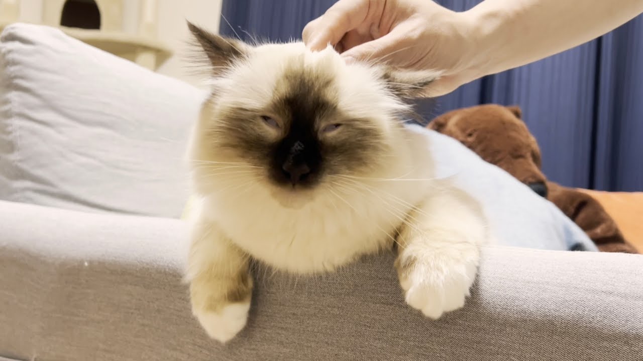 ソファーでだめになる猫はこちらです【バーマン】
