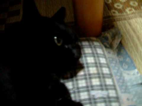 猫のしっぽ■ボブテイル