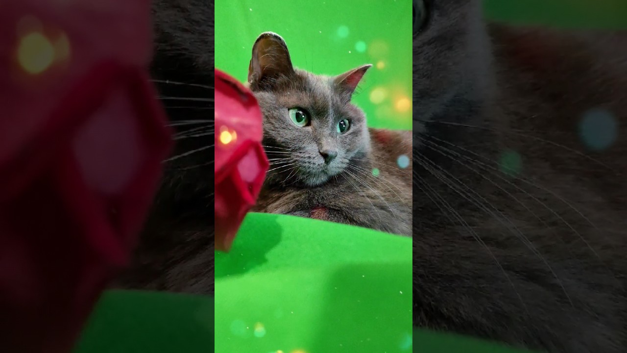 BEAUTIFUL KORAT
