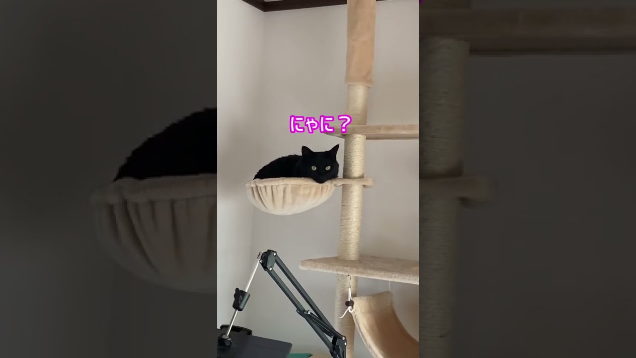 #Shorts　黒猫シエルのお部屋紹介　№354　日本猫ねこ協会　推し猫グランプリ
