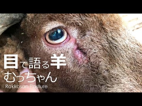 目で語る羊【六甲山牧場】巨大な４本角の茶色い羊マンクスロフタンのむっちゃんは目で語る