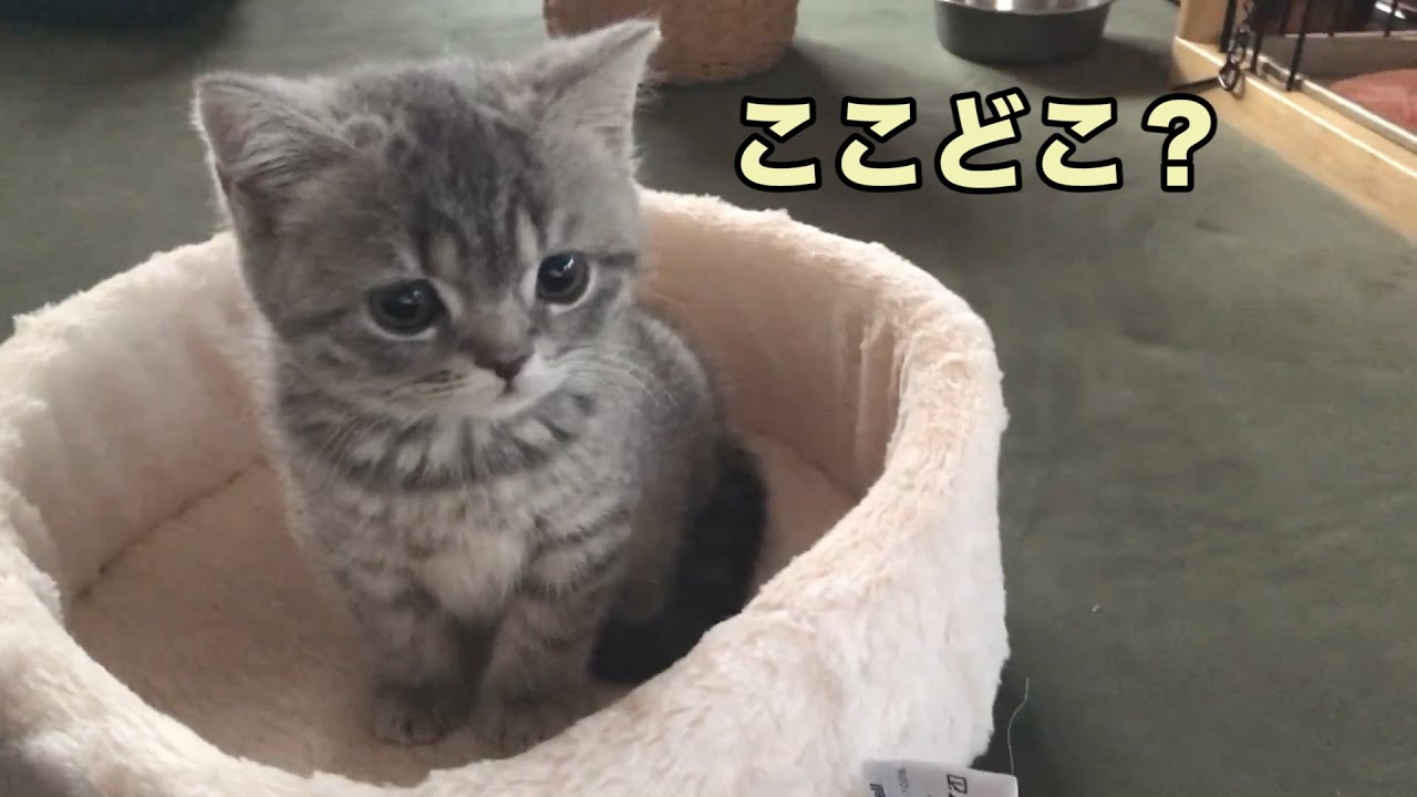はじめての部屋で固まっちゃう子猫がかわいすぎる【スコティッシュフォールド】