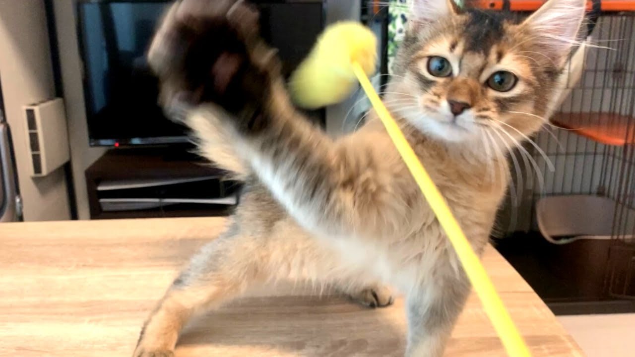 遊び方が猫らしくなってきた子猫【ソマリ】　#11