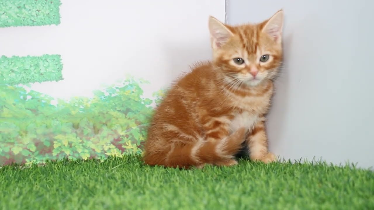 Coo&RIKU　No607237　アメリカンショートヘアー