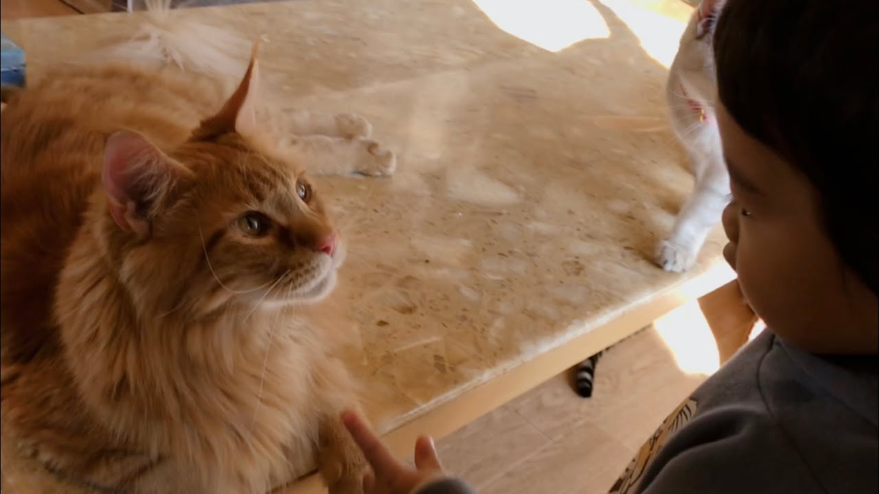 赤ちゃんの事が大好きなメインクーンが尊すぎる...