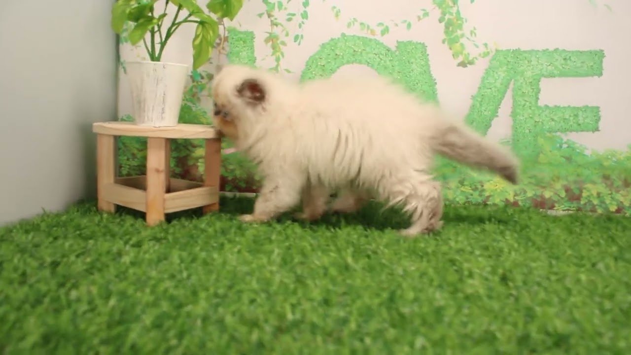 Coo&RIKU　No594080　ヒマラヤン