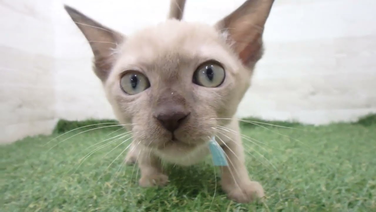 00610598 トンキニーズ