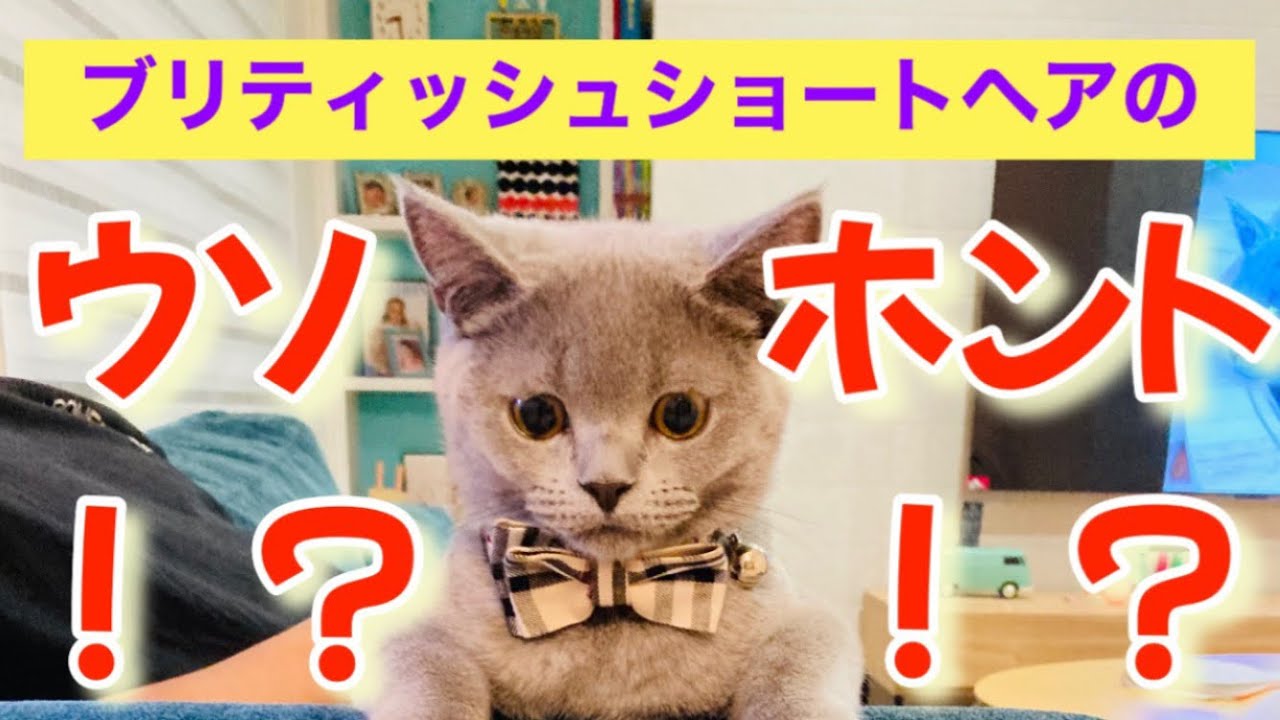 【ブリティッシュショートヘアの性格】懐かないなど飼ってみて分かった事#猫 #cat #ブリティッシュショートヘア #こねこ #猫好きさんと繋がりたい #