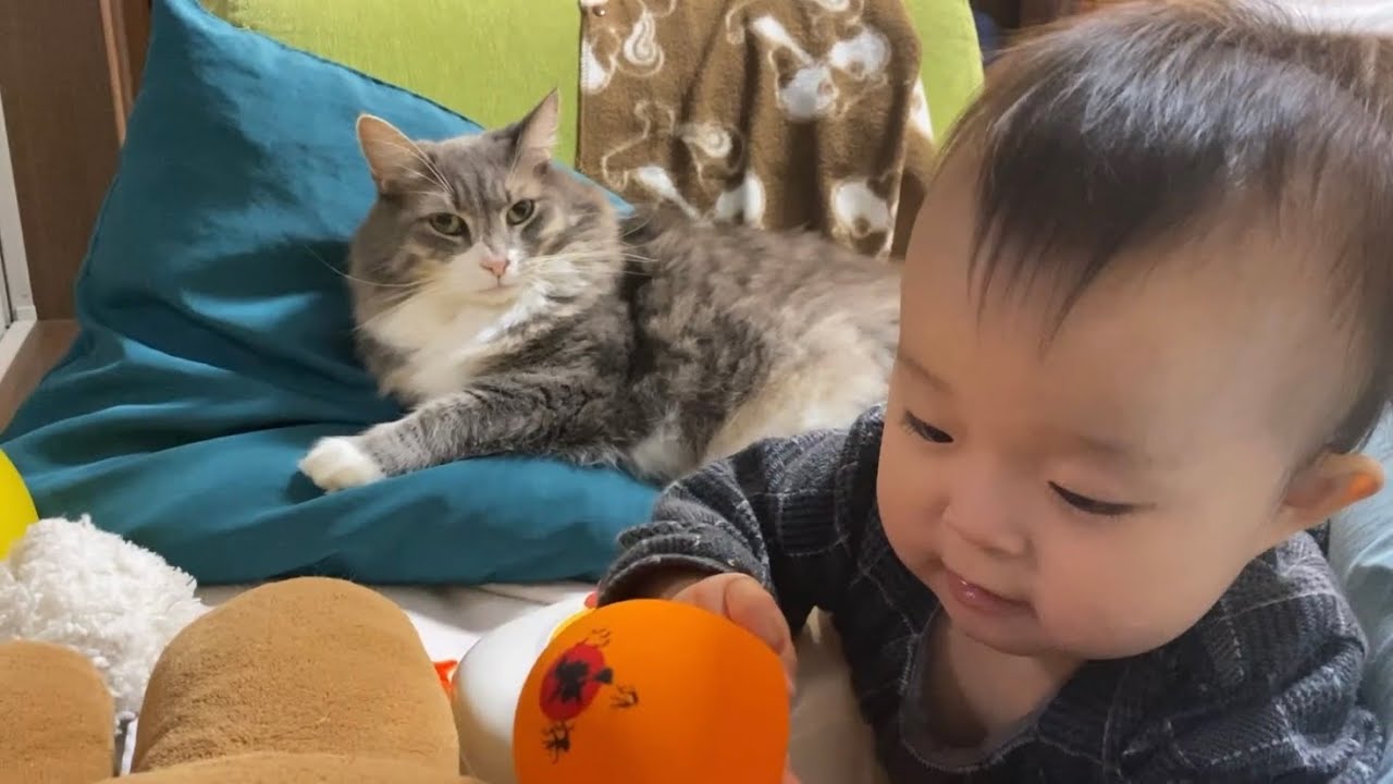 娘の外出中に伸び伸び甘える猫　ノルウェージャンフォレストキャットA cat that relaxes while my daughter is out. Norwegian Forest Cat.