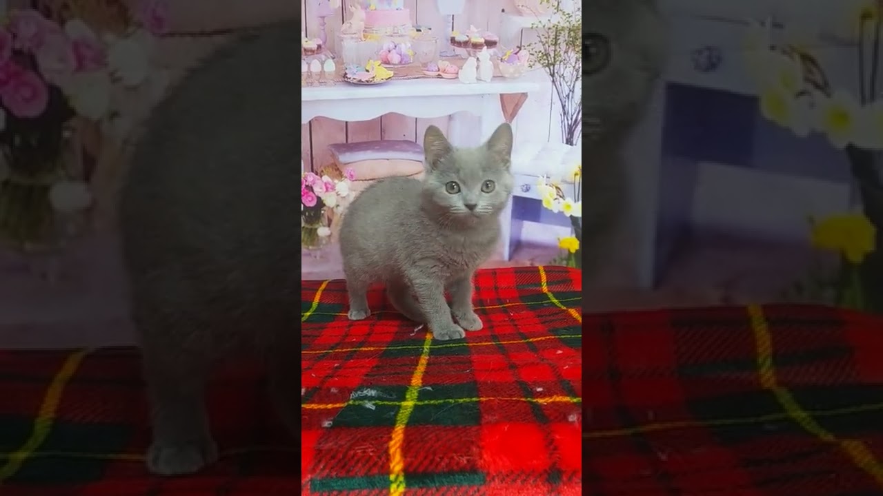 シャルトリュー 可愛いシャルトリュー✨