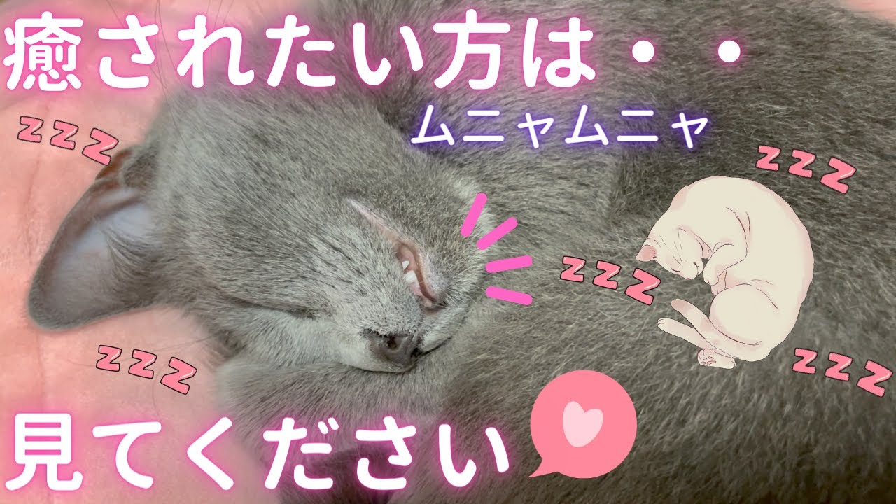 皆様に癒しを届ける猫（ロシアンブルー）