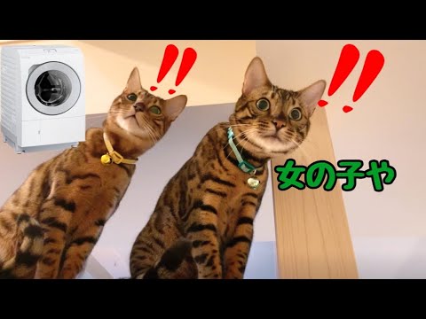 洗濯機搬入の美人お姉さんに雄猫がナンパしてます