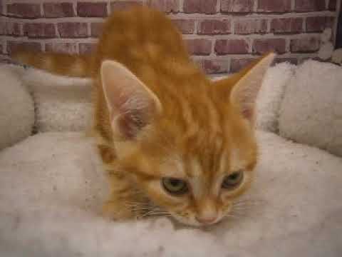 607843 アメリカンショートヘアー