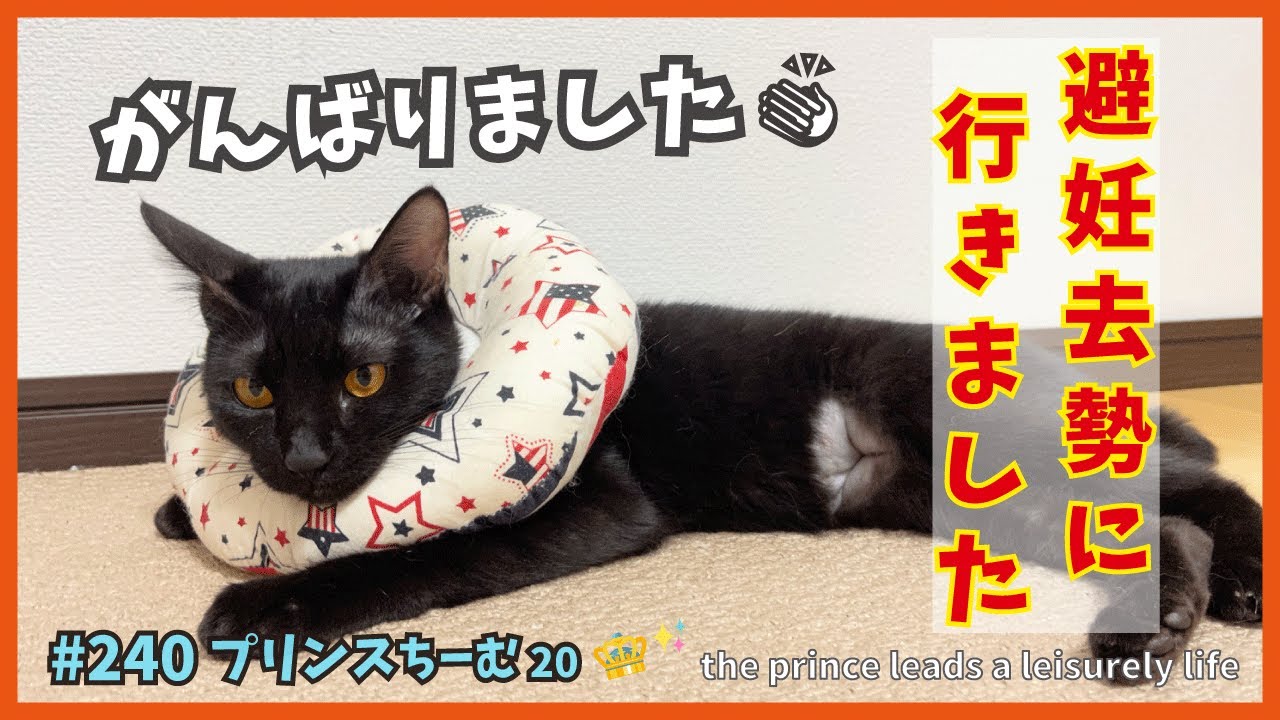 保護した子猫の活動記録📝避妊去勢しました❗✨【プリンス20】picture of sapphire blue-eyed kitten rescue
