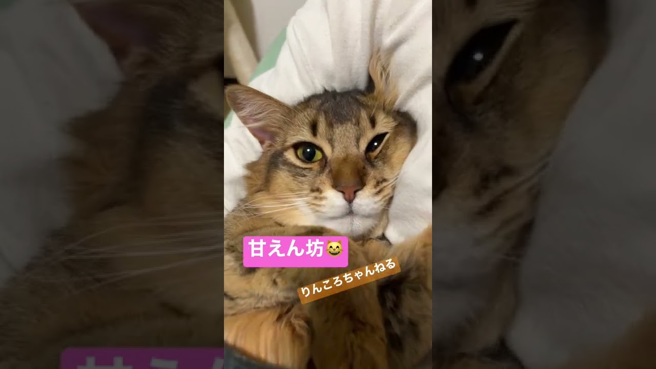 甘えん坊😸【りんころちゃんねる】#shorts #ねこ #ソマリ #ねこのいる生活 #ねこのいる暮らし