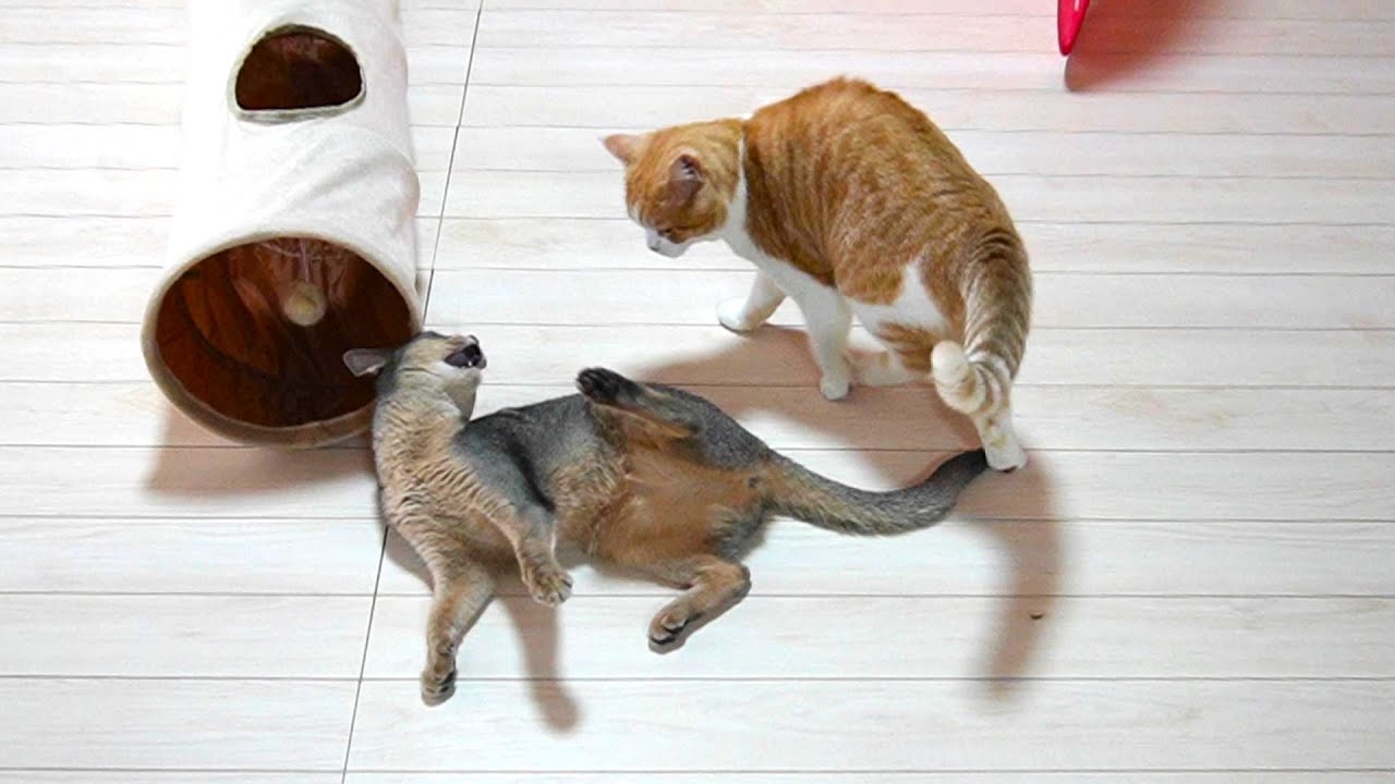 激おこ猫の気分を変えるアイテム【スコティッシュフォールド】【アビシニアン】