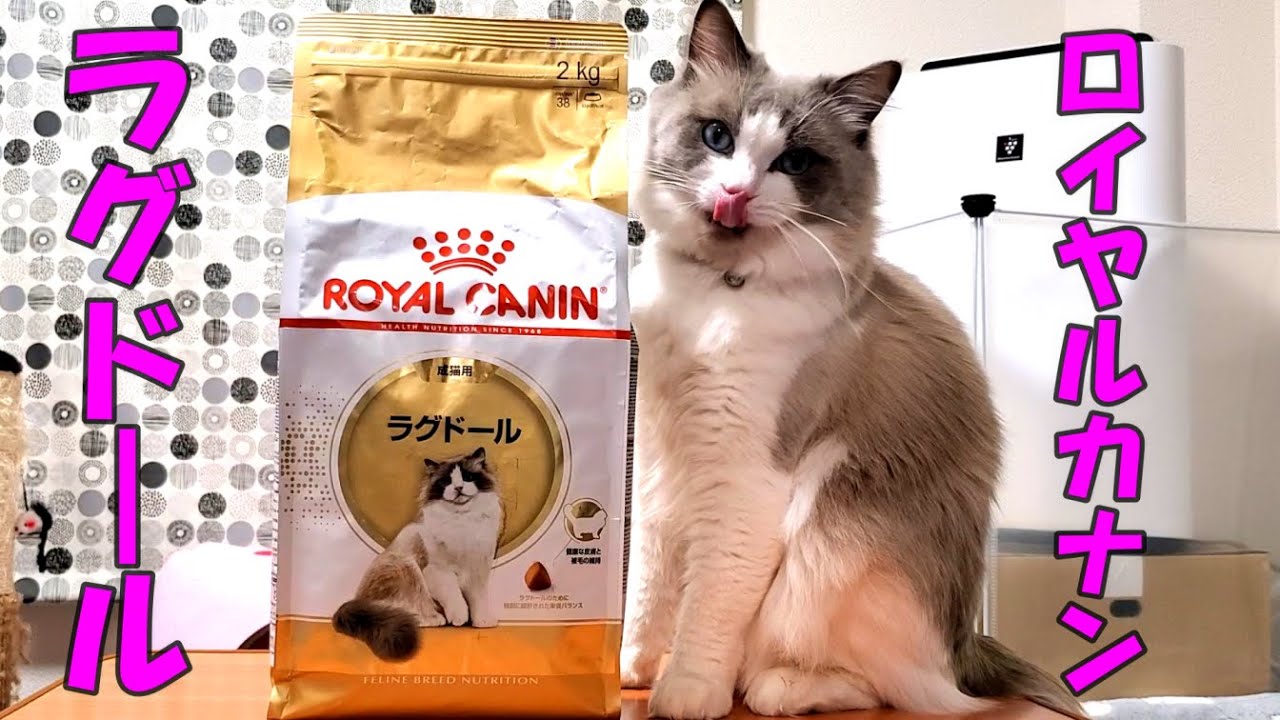 ロイヤルカナンのラグドール専用のエサを与えてみた　【モフニャン】part199