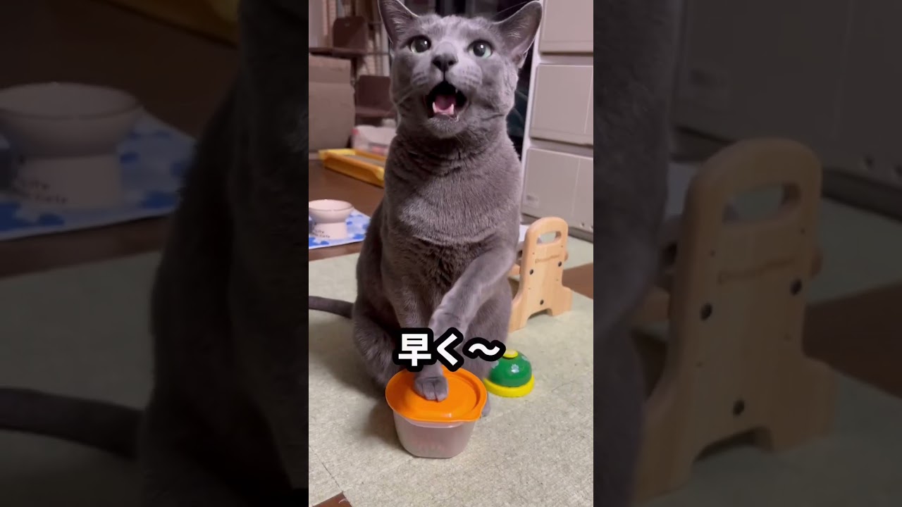 【ロシアンブルー】めろん今朝もいつも通り元気です😌【猫】#shorts