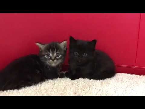 短足＆ロングヘアのマンチカン兄妹☆＜2017/10/16産まれ＞