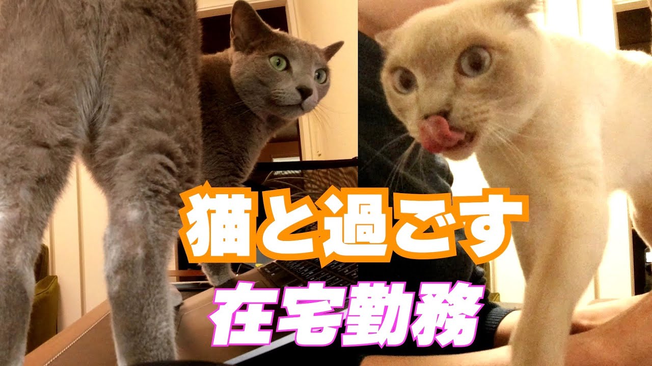 【在宅勤務】【ロシアンブルー×トンキニーズ】仕事をしながら猫と一緒に過ごせるのは嬉しいです（#114）