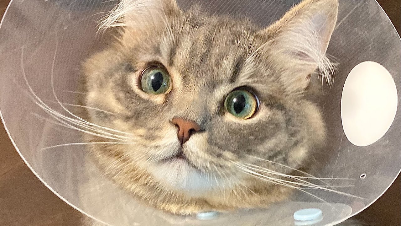 去勢手術をしたサイベリアン  術後の様子が健気 #猫 #可愛い