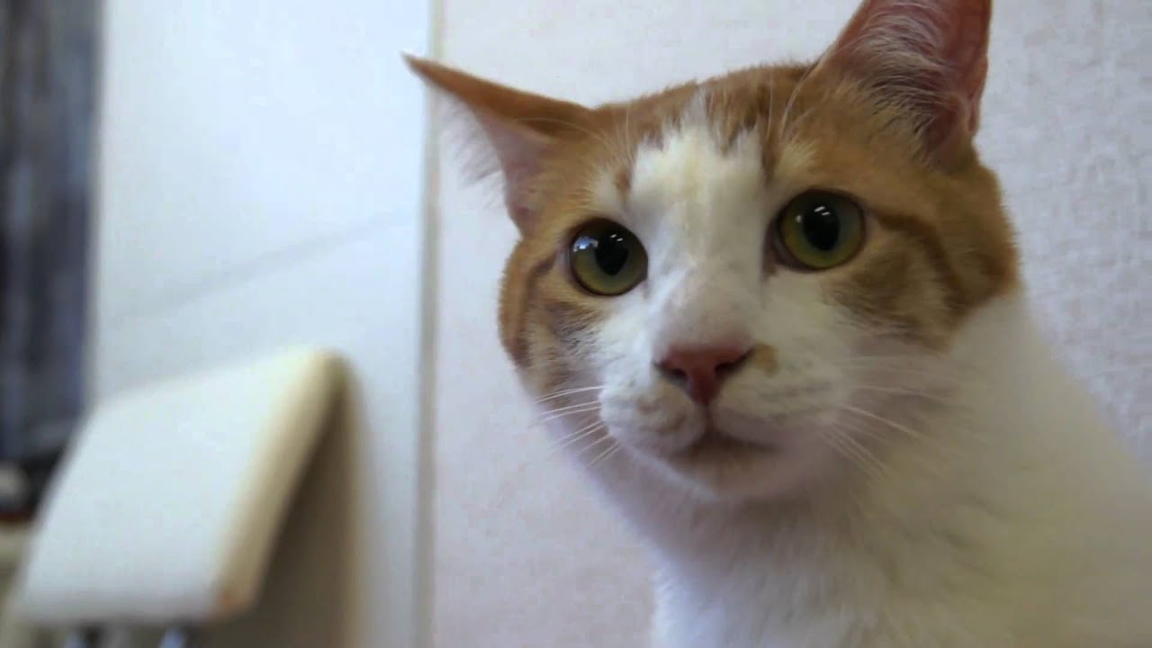 日本猫のアップ・浅草ねこ園にて Cats cafe in asakusa