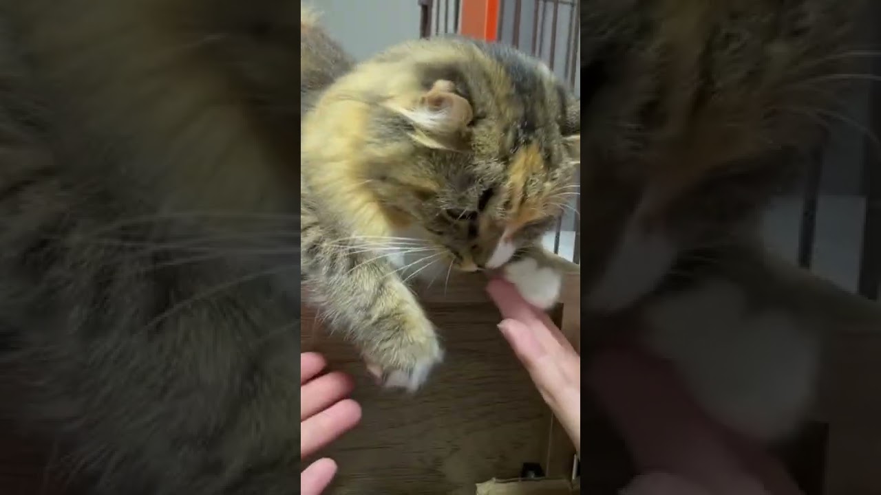 タッチタッチ　#ねこ #ねこのいる生活 #猫 #キンカロー