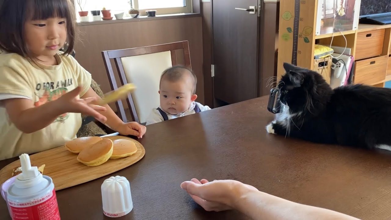日曜のモーニングルーティンの一部になっている猫　ノルウェージャンフォレストキャット　Cats built into Sunday's morning routine