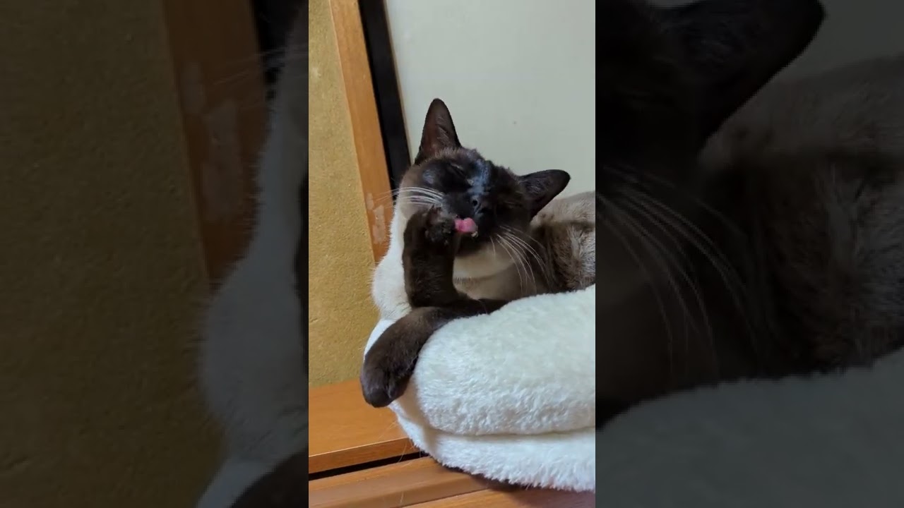 なめなめシャム猫 - lick lick - #Shorts