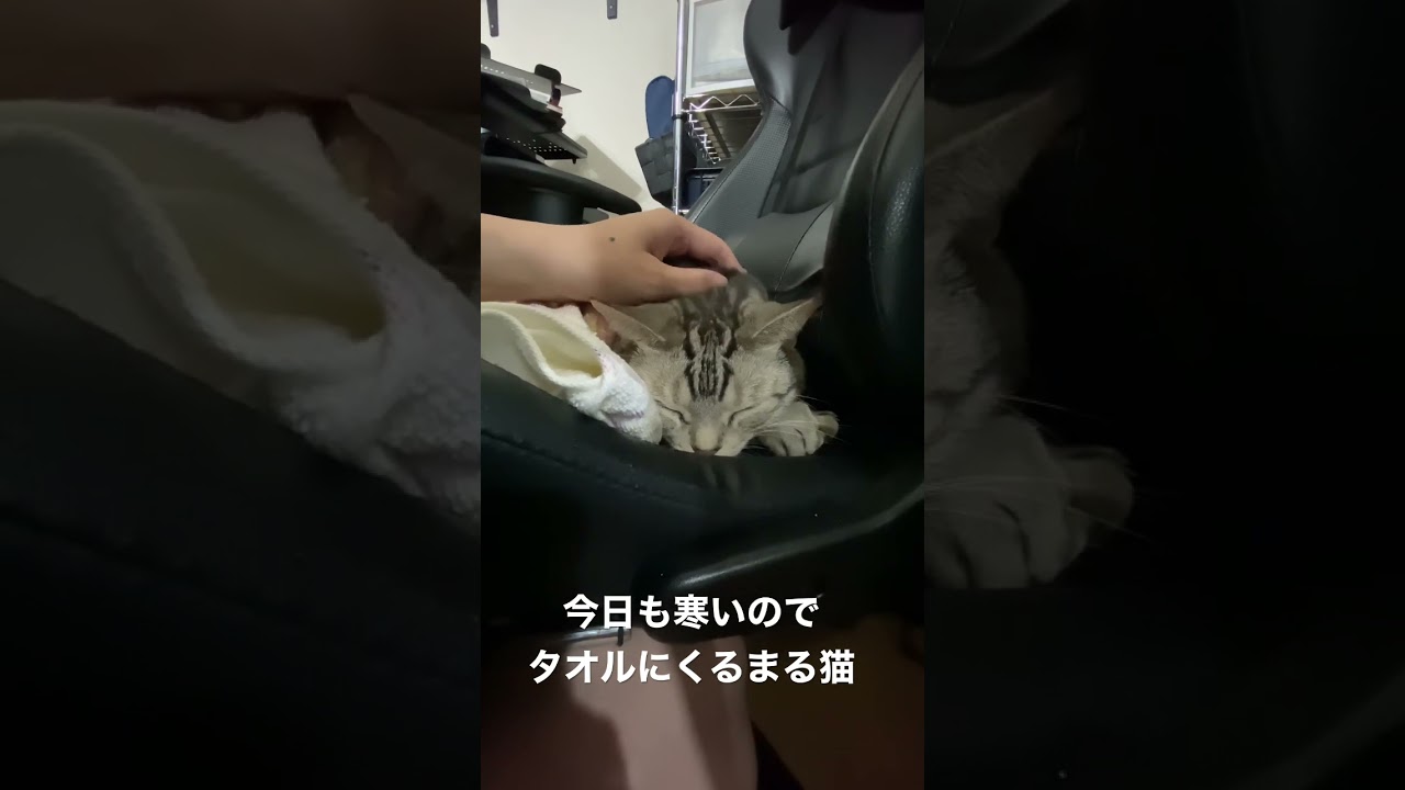 今日もタオル掛けて寝る猫がかわいい【アメリカンショートヘアー】 #shorts