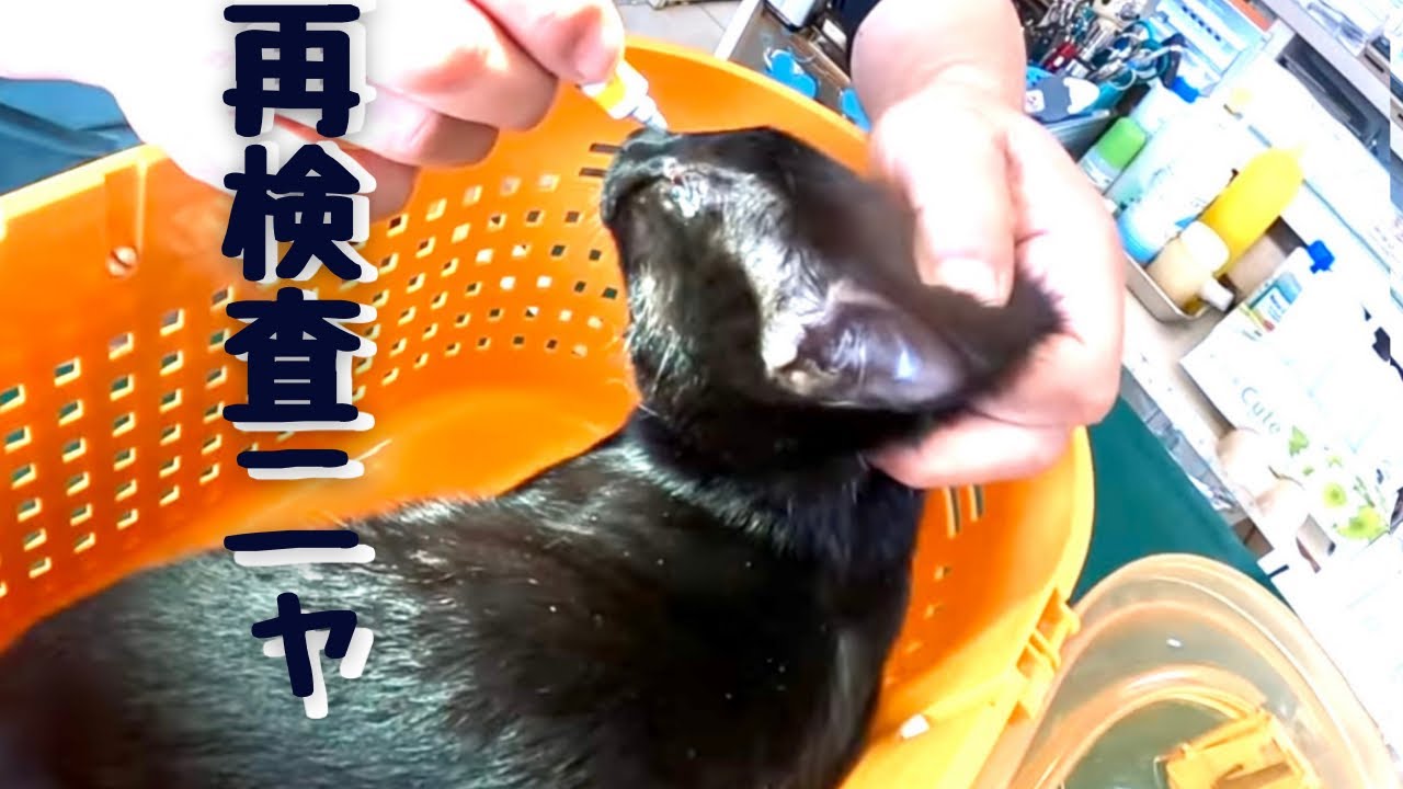 【手術後子猫の目の再検査。怖いこと言われたらどうしよう。。】@taipi 【切り抜き】
