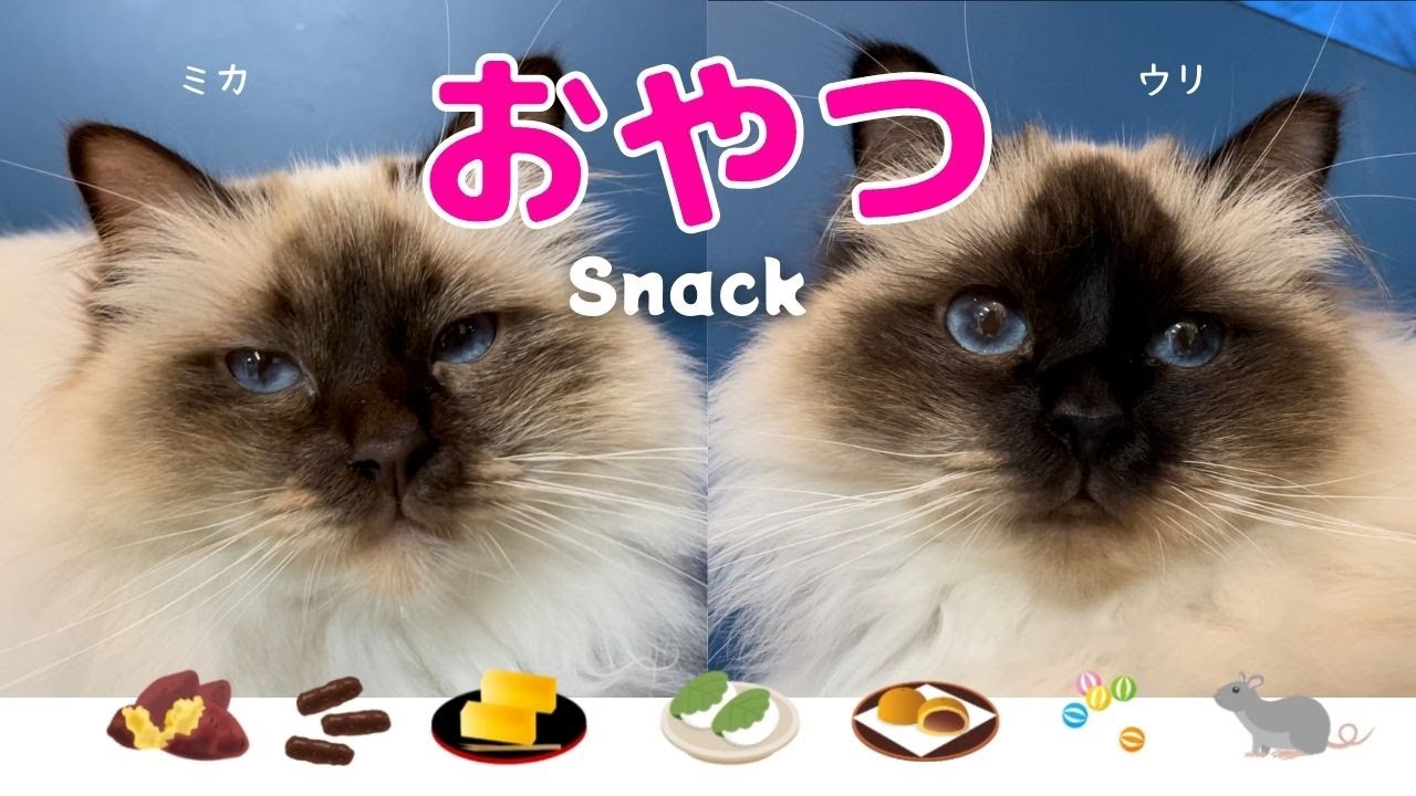 バーマン猫ウリとミカの女子会【おやつ】Snack（バーマン猫）Birman/Cat