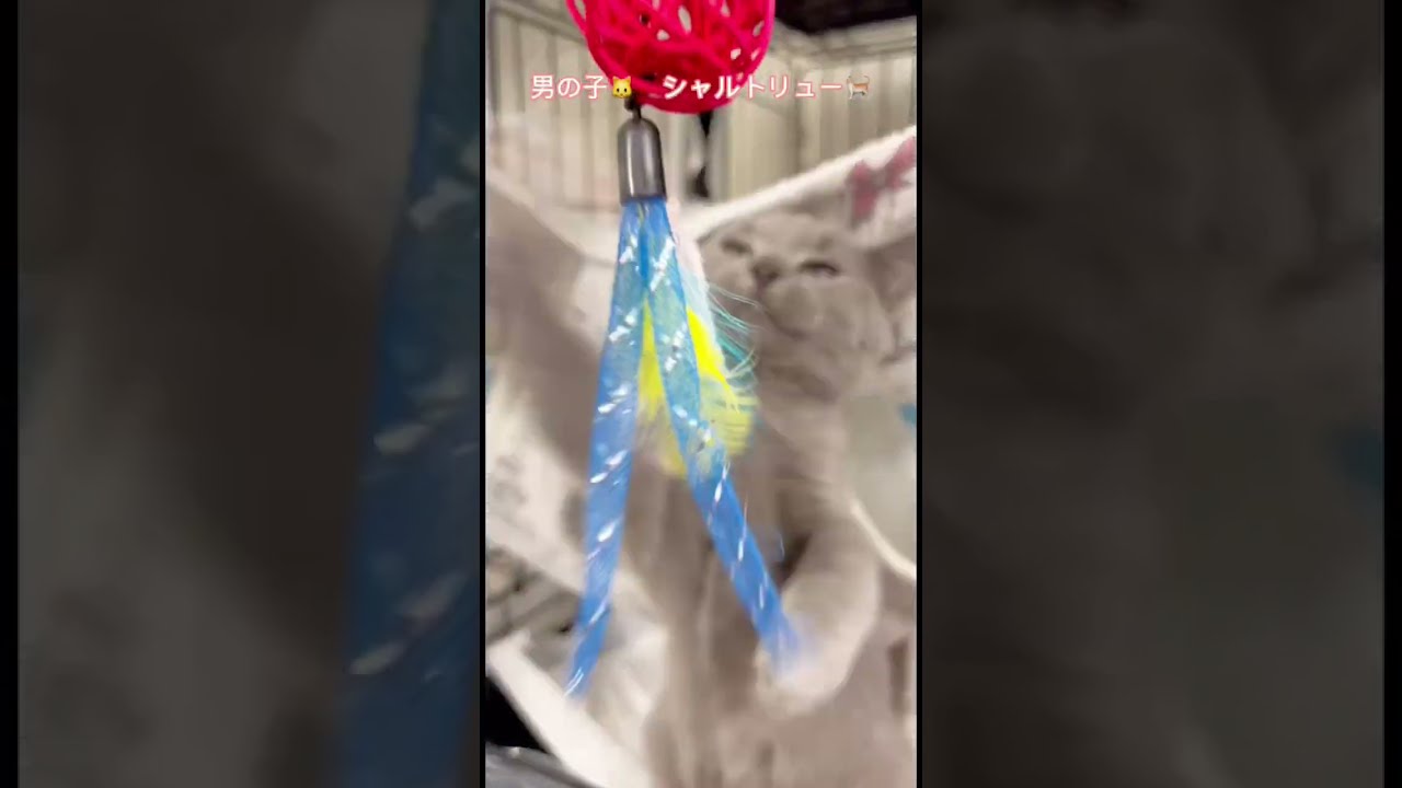 シャルトリュー😸通常販売子猫ちゃん🐈アゴはネコ